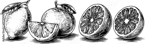 Vintage citrus fruit collection with lemon, orange, and grapefruit sketches for retro design
