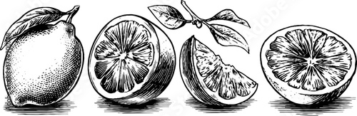 Citrus collection featuring lemon orange and grapefruit for design and decor