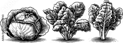 Vegetable collection with lettuce, spinach leaves, kale branches engraving design for cards or posters