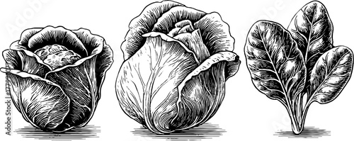 Vintage hand drawn vegetables collection featuring lettuce, kale, and spinach for design