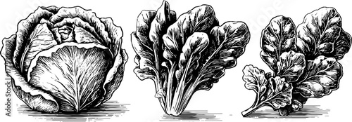 Vintage hand-drawn vegetables: lettuce, spinach, and kale
