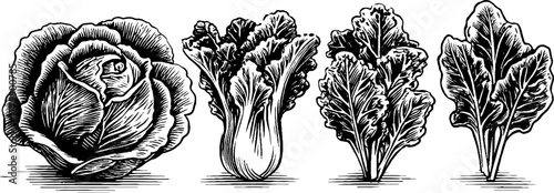Vintage leafy greens collection: lettuce, spinach, kale in hand drawn engraving style