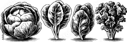 Vintage hand drawn set of lettuce, spinach, and kale leaves for design