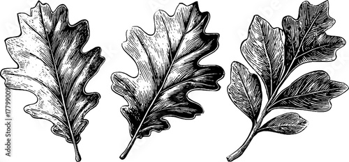 Vintage engraving style oak leaf and olive branch set for design and decoration