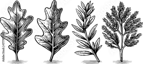 Vintage oak leaf ash branch yew sprig engraving for nature design