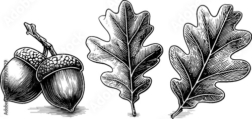 Vintage oak leaf and acorn set for retro design and decoration