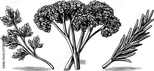 Vintage herb sketch featuring parsley bunch, dill sprig, and rosemary stem for culinary design