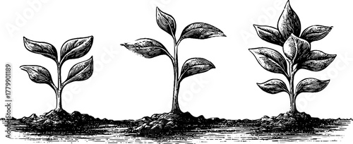 Sprouting plants with morning dew in vintage style for botanical design