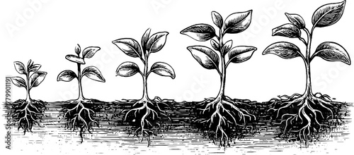 Growth stages of sprouting plants with morning dew in vintage style for botanical design