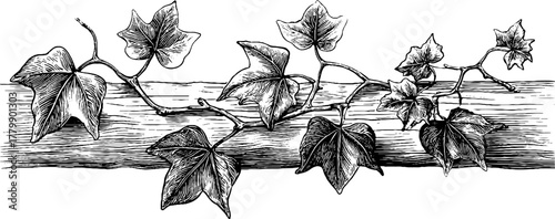 Vintage engraving of climbing ivy vine tendrils and sprouting shoots for design and decoration