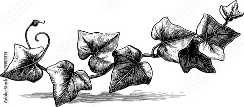Vintage vine tendril and ivy sprouting shoot engraving for retro decor or botanical design