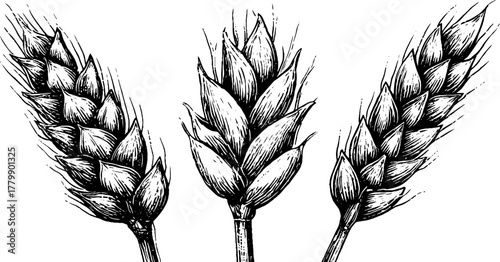 Vintage engraving of wheat, barley, and oat spikes - agricultural design for print or poster