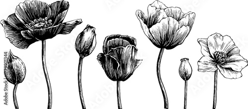 Vintage botanical illustration of withered flowers and seed pods for retro design