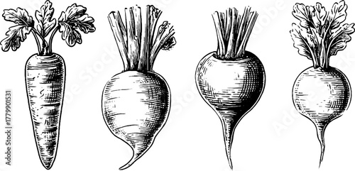 Vintage engraving style set of carrot, beetroot, and radish for poster or label design