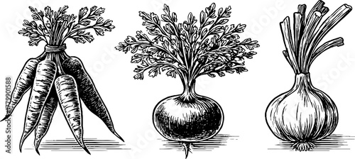 Vintage engraving style vegetables set featuring carrot bunch radish bundle onion for design and decoration
