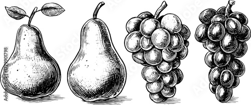 Vintage fruit collection: fig, pear, and bunch of grapes in engraving style for design and decoration