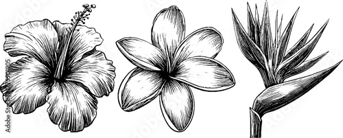 Vintage floral engraving set featuring hibiscus, plumeria, and bird of paradise for retro designs