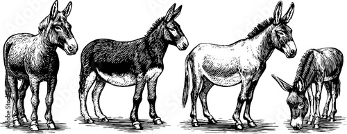 Vintage engraving style set of horse donkey mule illustrations for retro design