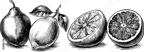 Vintage citrus fruits sketch: lemon, orange, grapefruit engravings for design and decoration