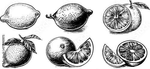 Vintage engraving of lemons, oranges, and grapefruits for decorative design