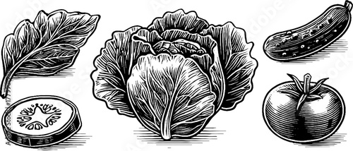 Vintage engraving style botanical set with lettuce, leaf, cucumber, tomato, slice - design for culinary art and label decoration