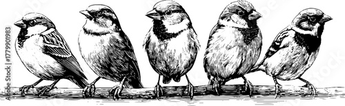 Vintage bird engravings of lark sparrow and robin for retro design and decor