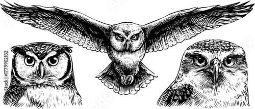 Vintage engraving style set of owl, falcon, and hawk illustrations for design purposes