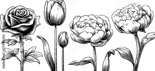 Vintage floral engravings of rose tulip peony for design decor and inspiration