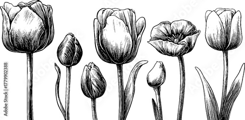 Vintage engraving style floral set featuring rose, tulip, and poppy buds for botanical design