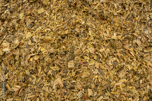 Corn silage for feeding dairy cows