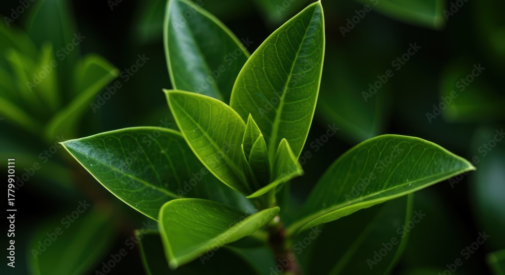 Fototapeta premium Close up of vibrant green foliage showing healthy growth and natural beauty. Detailed texture of fresh leaves flourishing in bright daylight ,healthy, flora, outdoor