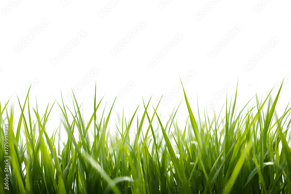 Fototapeta premium Green grass isolated on white background.