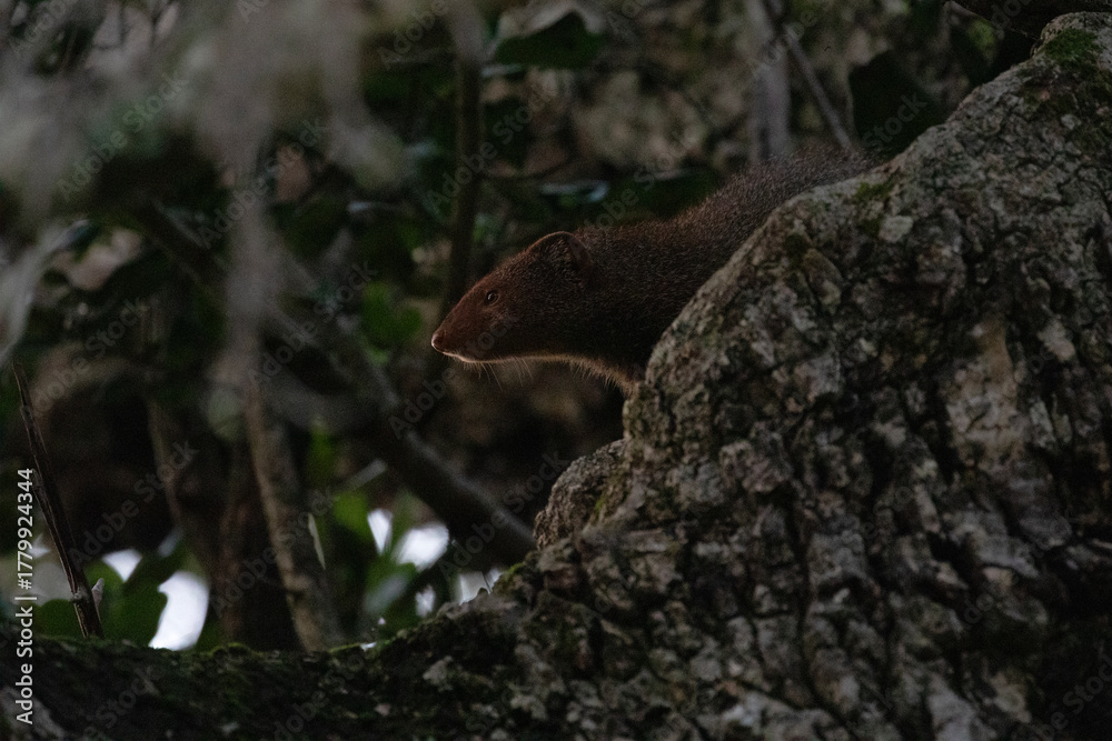 Obraz premium A ruddy mongoose peer out of their den hidden behind some rocks.