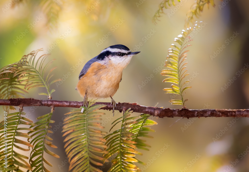 Obraz premium red breasted nuthatch on redwood limb