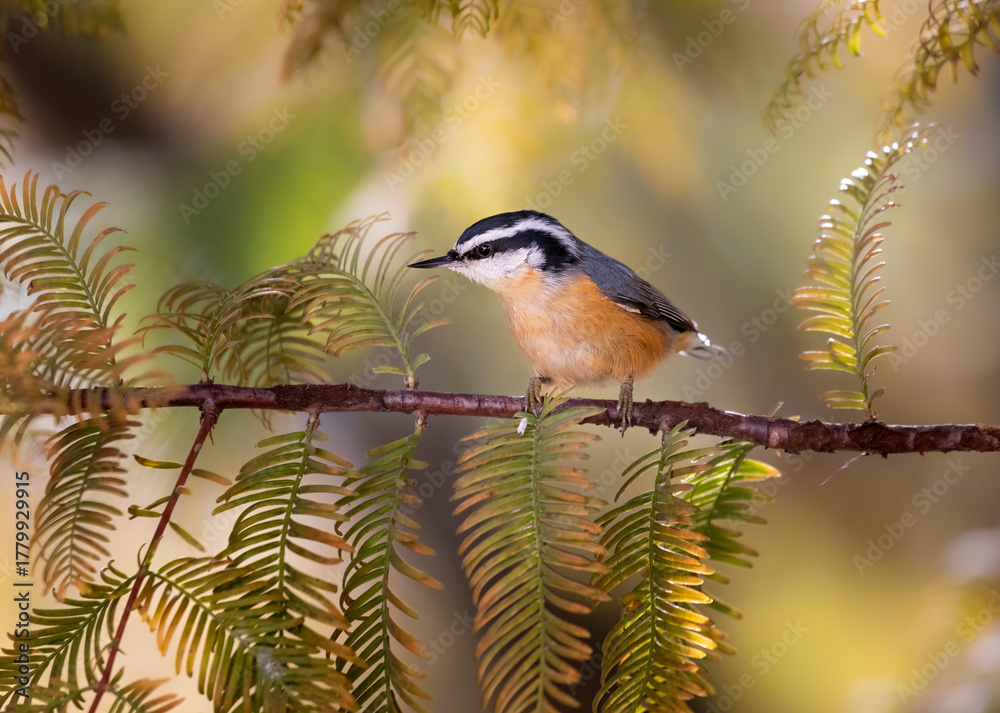 Obraz premium red breasted nuthatch on redwood limb