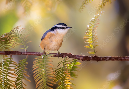 red breasted nuthatch on redwood limb