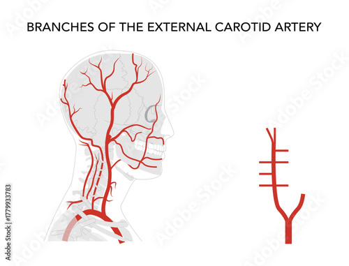 Human head arteries medical diagram, external carotid system branching, anatomical illustration, science education reference