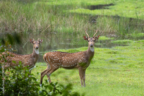 A pair of spotted deer with vibrant greenery in the background.
