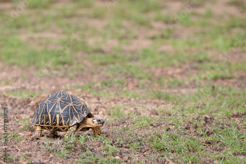 Canvas-taulu An Indian Star tortoise walks boldly through a flat area in Wilpattu national park