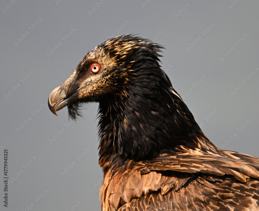 Fototapeta premium a powerful bearded vulture in the mountain