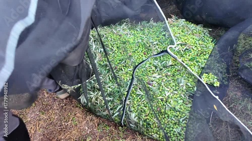 Farmers separating green olives from leaves after harvesting