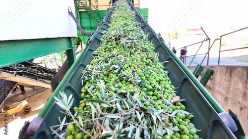 Olive oil production process conveyor belt