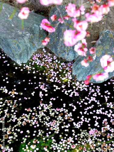 河津桜の花びら散る早春の池風景