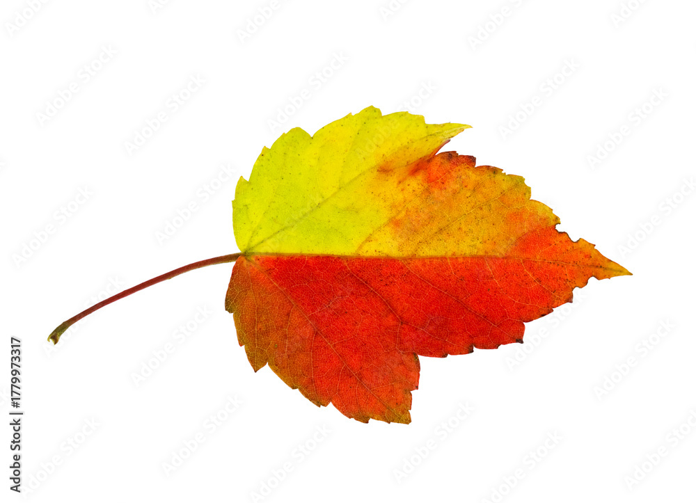 Fototapeta premium colorful maple leaf, half red, half yellow