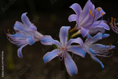 珍しい青い彼岸花・ブルーパール