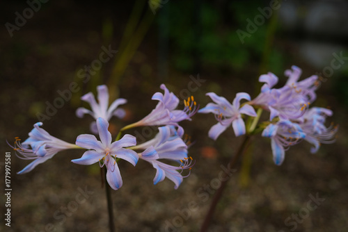 神秘的な青い彼岸花・ブルーパール