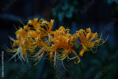 幻想的な黄色い彼岸花