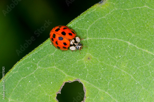 Multicolored Asian Lady Beetle, Harmonia axyridis on green leaf in Wisconsin