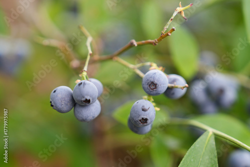 収穫の季節を迎えたブルーベリーの実り