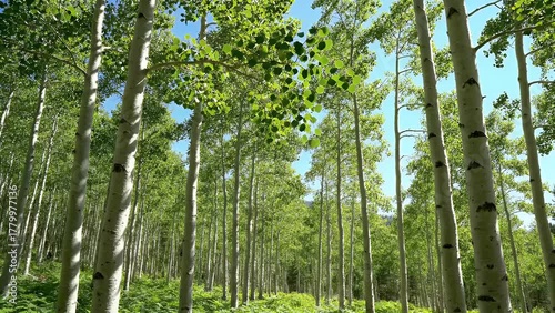 A scenic low-angle view of a dense aspen grove with white trunks and vibrant green leaves